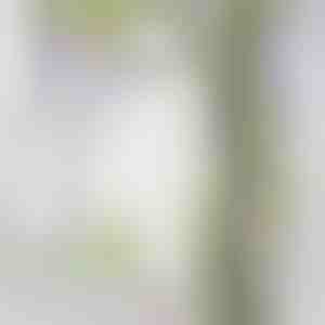 Lilaakác műinda | WISBLOOM