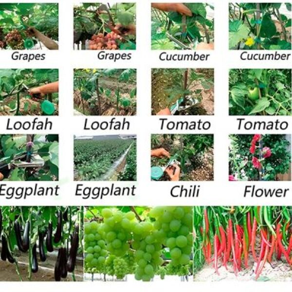 PLANTBRANDTAPE16959__280525